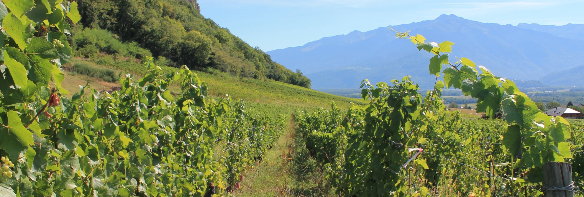 Vignobles de la Combe de Savoie